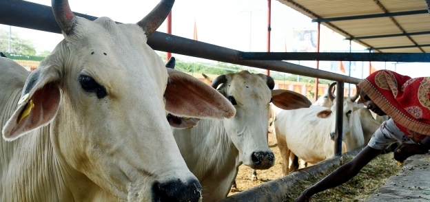 الأبقار في السجون بالهند دون رعاية
