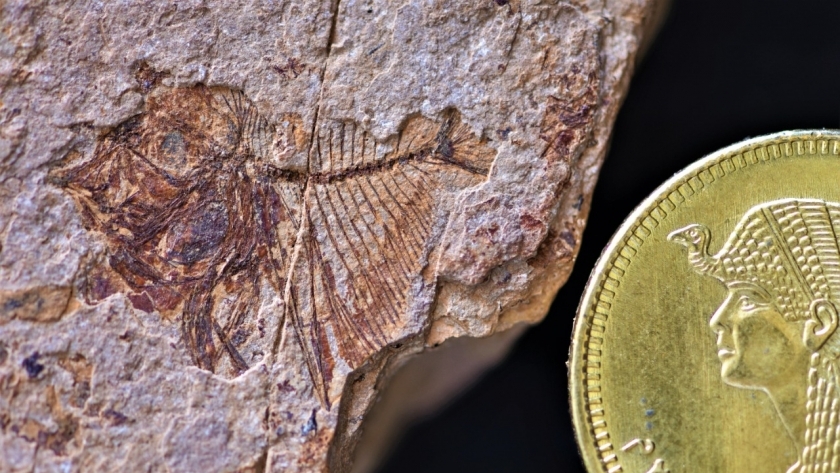 اكتشاف الحفريات في الصحراء الشرقية