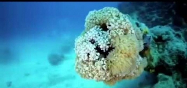 صورة إحدى الشعب المرجانية من دعاية مشروع "البحر الأحمر" السعودي