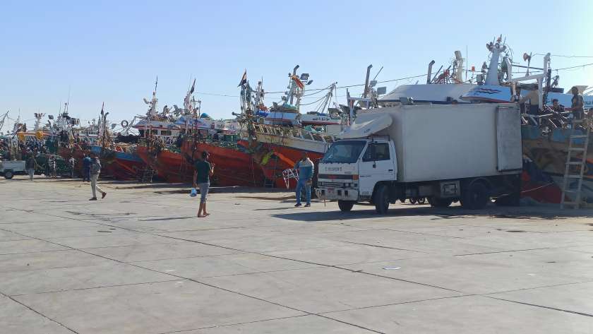 مراكب الشنشولا تقوم بتفريغ الأسماك داخل ميناء الصيد البحري