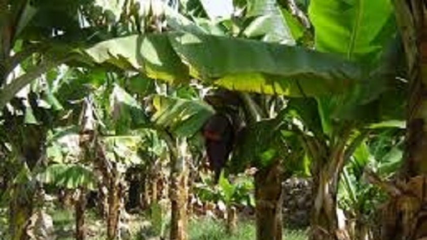 اهتمام كبير وتوصيات من الوزارة الزراعة لمزراعي محصول  الموز