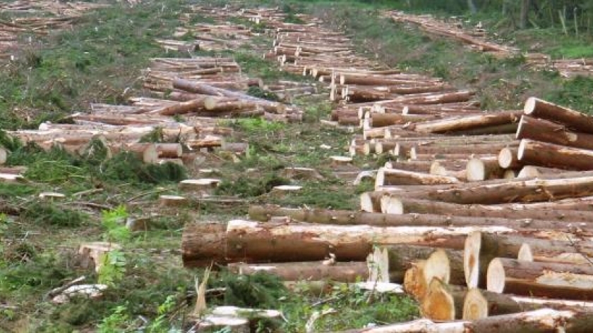 قطع الغابات
