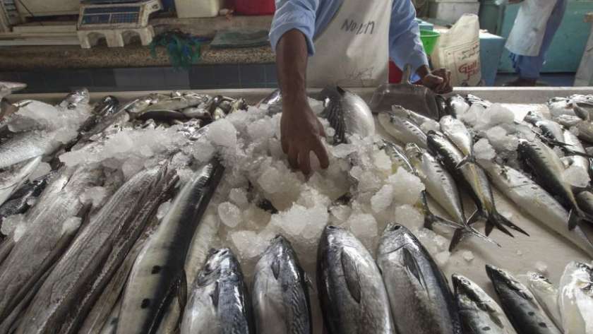 أسعار السمك اليوم
