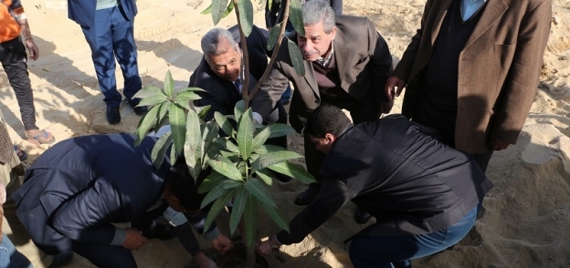 رئيس جامعة بني سويف يغرس اول شجرة مثمرة