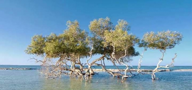 اشجار مانجروف ضمن غابة في البحر الاحمر