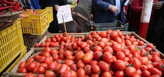 شعبة الخضر : لاتأثير لـ"الذبابة البيضاء" على الطماطم حتى الآن والأسعار