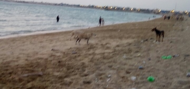 انتشار الكلاب الضاله علي شواطئ راس سدر