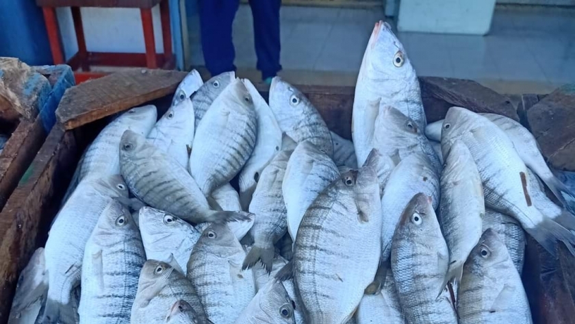 أسعار السمك اليوم السبت 25-3-2023 في الأسواق والمحلات