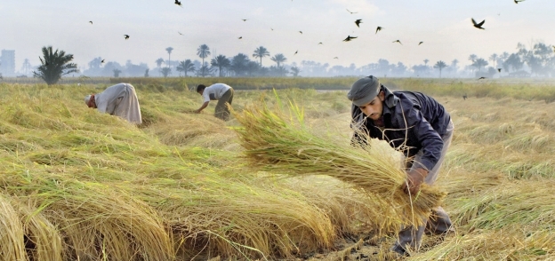 حصاد الأرز - صورة أرشيفية