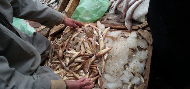بالصور| ضبط 400 كيلو سمك "فاسد" في العاشر من رمضان