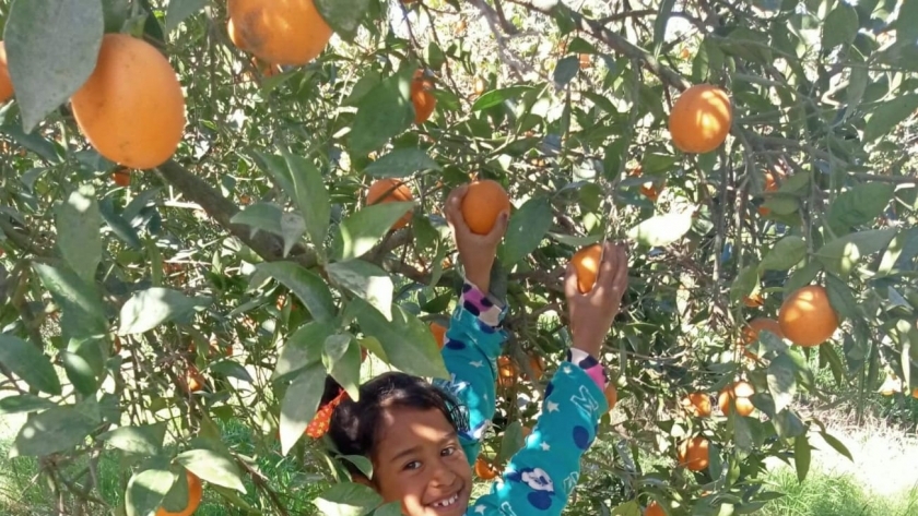 حصاد البرتقال بالدقهلية
