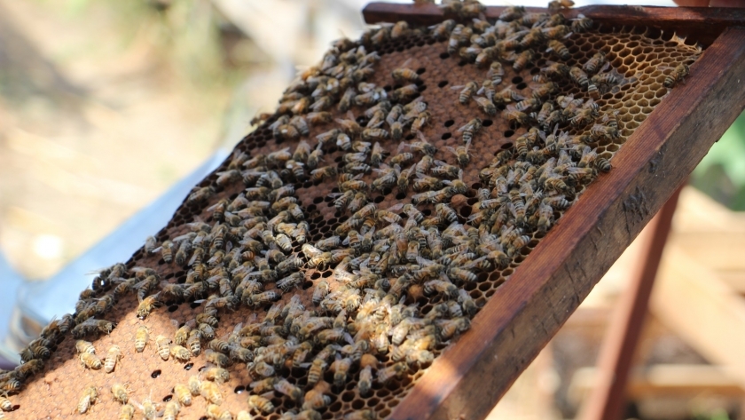 قطاع النحل من أهم القطاعات الحيوية للأمن الغذائي المصري
