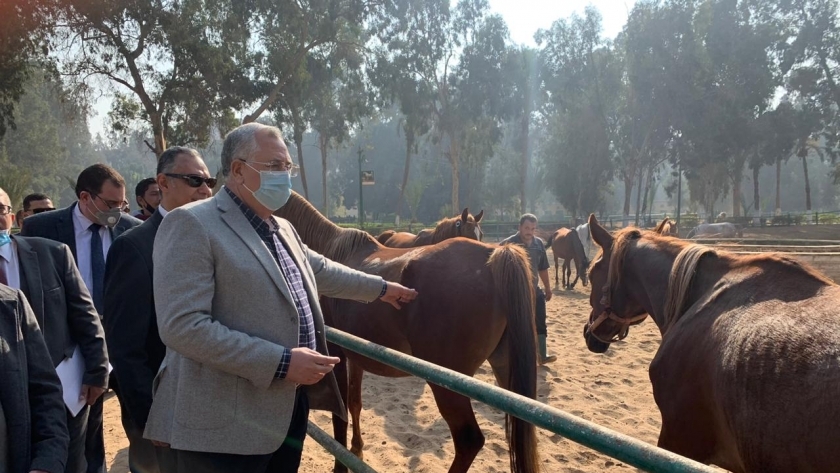 وزير الزراعة يتفقد محطة الزهراء للخيول العربية الأصيلة لتطويرها ورفع كفاءتها
