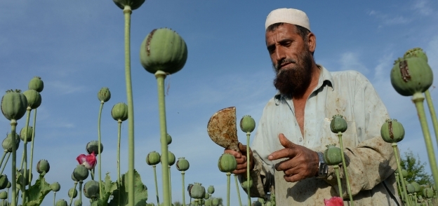 مزارع الخشخاش في أفغانستان