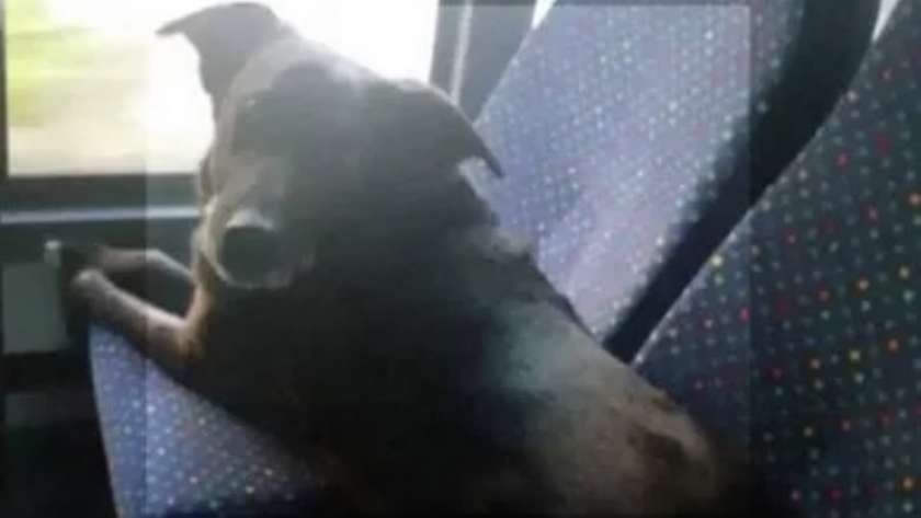 كلب يستقل حافلة بمفرده لزيارة والدة مالكه في إيطاليا