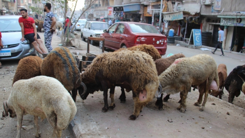 استعداد المواطنين لشراء رؤوس الماشية قبل عيد الاضحي المبارك