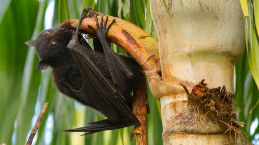 خفافيش الفاكهة المتسببة بفيروس نيباه