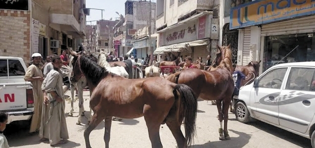 أصحاب «الحناطير» أثناء وقفتهم الاحتجاجية بالخيول أمام مجلس مدينة نجع حمادى