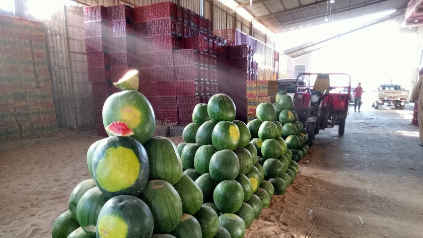 زراعة البطيخ في كفر الشيخ