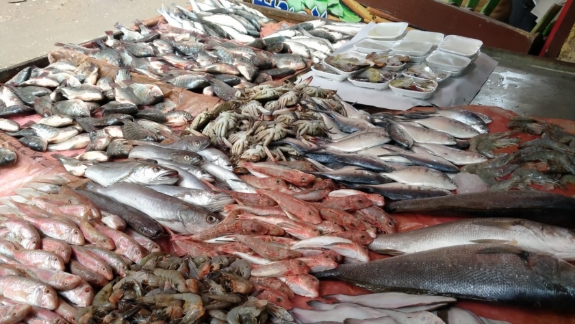 أسماك متنوعة في اسواق الإسكندرية