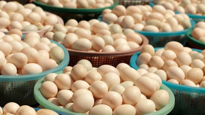 استقرار سعر البيض في السوق - تعبيرية