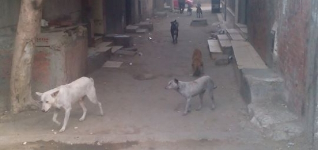 الرعب يجتاح أهالي قرية الحوامدية بالغربية بسبب عقر الكلاب 7 أشخاص
