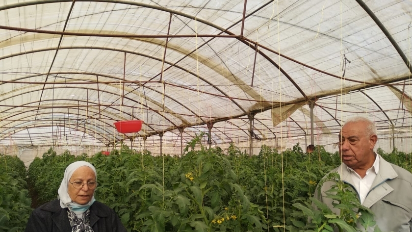 الدكتور صلاح محمدين وزوجته الدكتورة محاسن الحكيم داخل صوبة لزراعة الطماطم