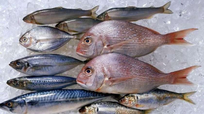 اسعار الأسماك اليوم