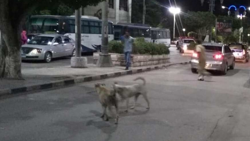 الكلاب الضالة تنتشر في شوارع المنيا