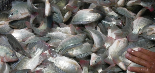 سمك بلطي في سوق الأنصاري بالسويس - أرشيفة