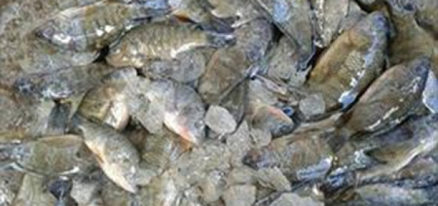 إعدام 30 كيلو أسماك غير صالحة بأسواق
