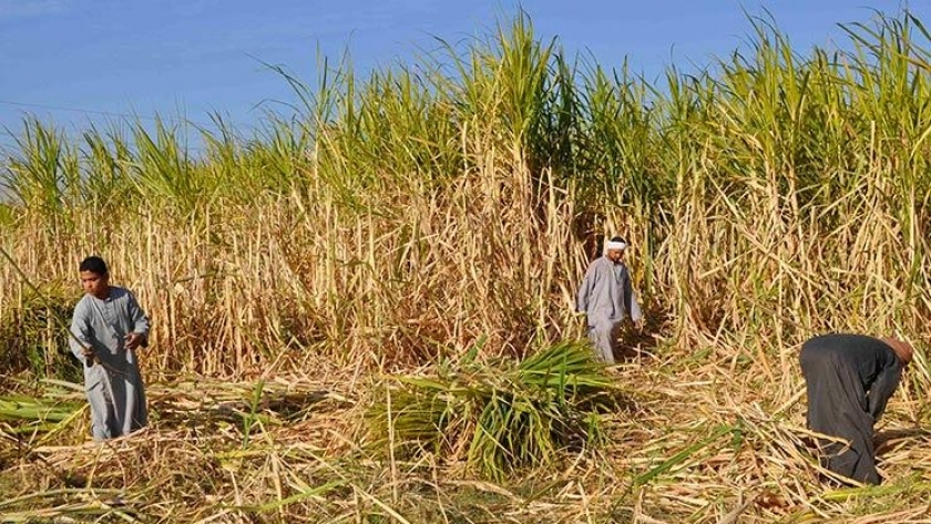 زراعة قصب السكر في مصر - صورة أرشيفية