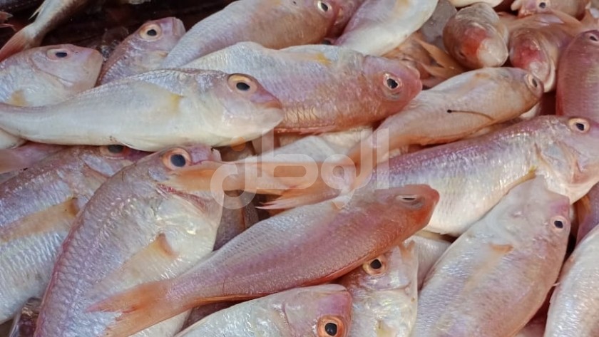 أسعار الأسماك اليوم الثلاثاء 25-4-2023  فى المجمعات الاستهلاكية