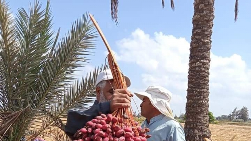 محصول البلح خلال توزيعه على أهالي قرية الروضة