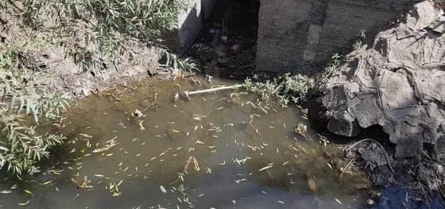 برلماني: 50 ألف فدان مهدد بالبوار بسبب نقص مياه الري في بني سويف