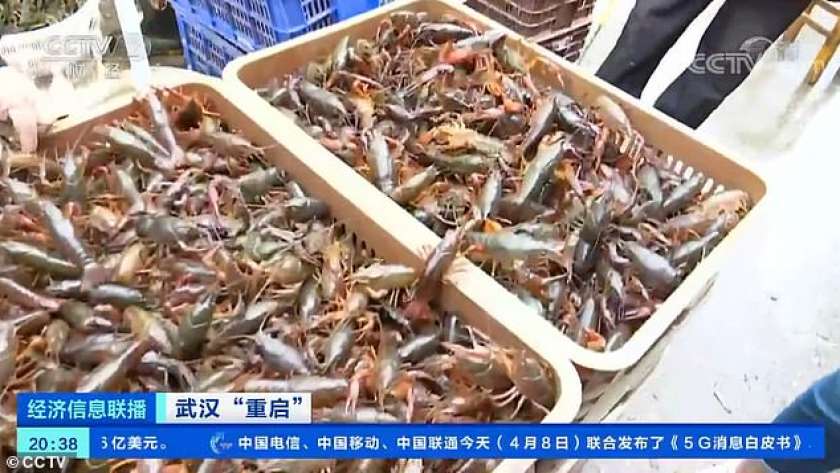 سوق أسماك في مدينة ووهان الصينية