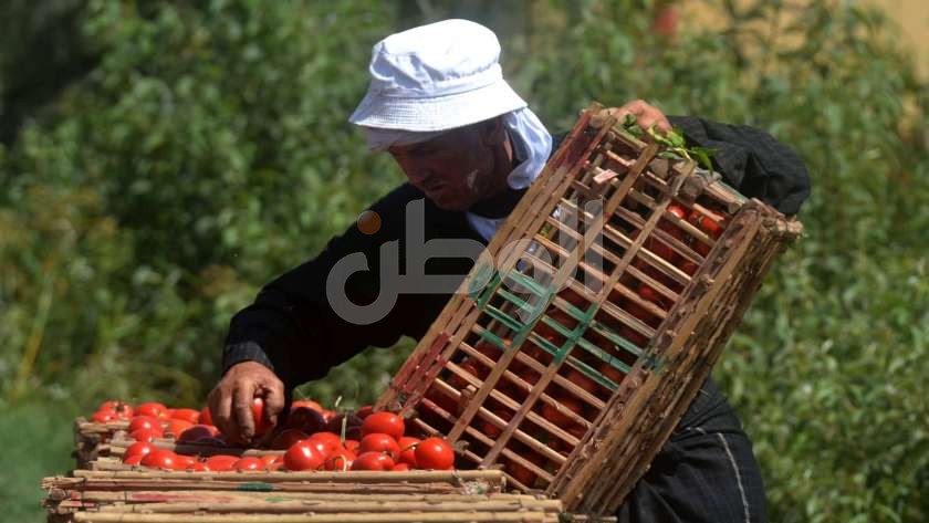 تراجع أسعار الطماطم