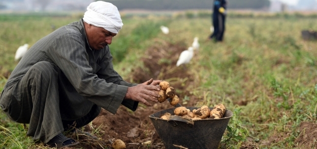جمع محصول البطاطس