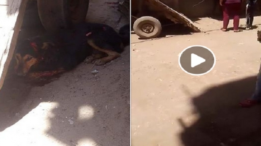 نشطاء يتداولون فيديو عن تعذيب جزار لـ "كلب" في الشرقية