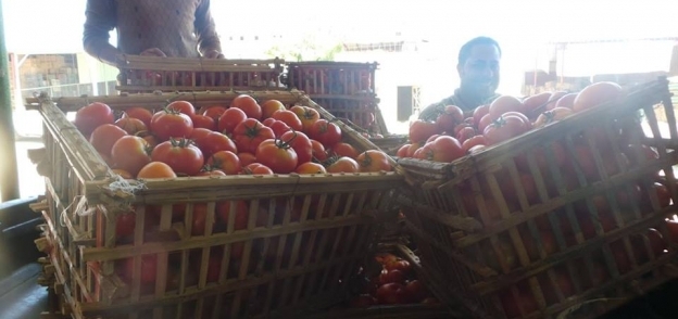محصول الطماطم يواجه نقصا حادا بسبب الفيروس