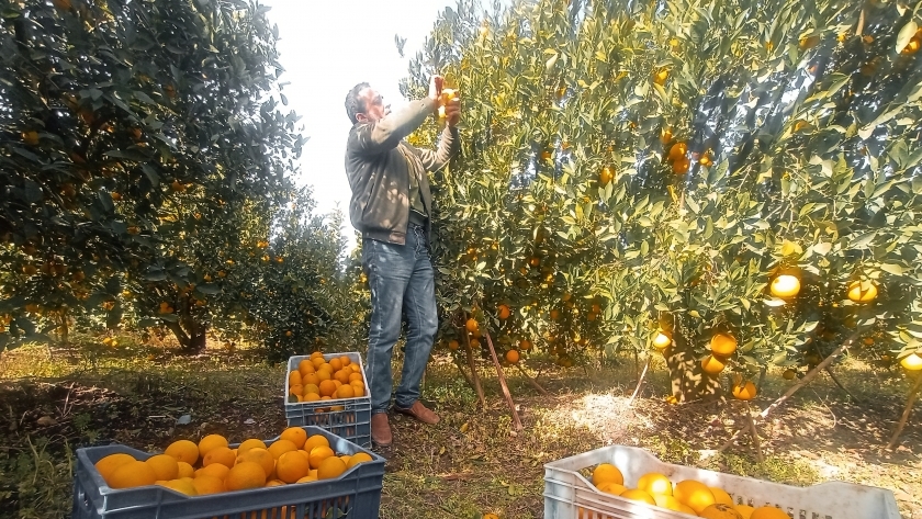 البرتقال من أهم المحاصيل في مصر
