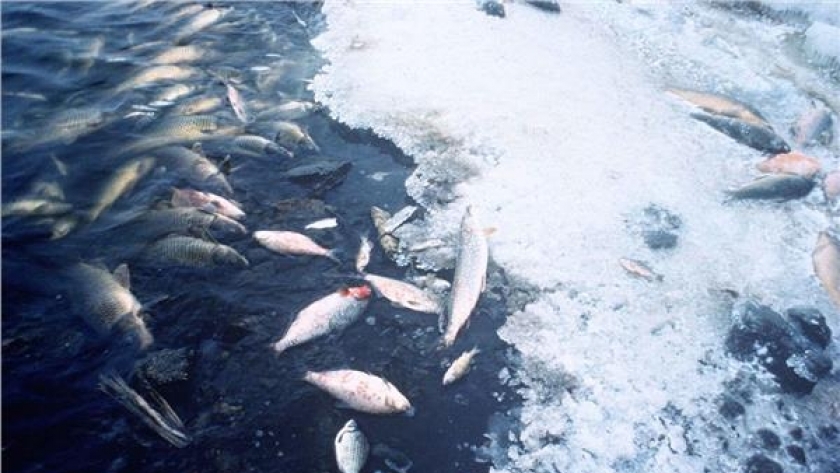 الحرارة تدفع الأسماك للهجرة نحو القطبين