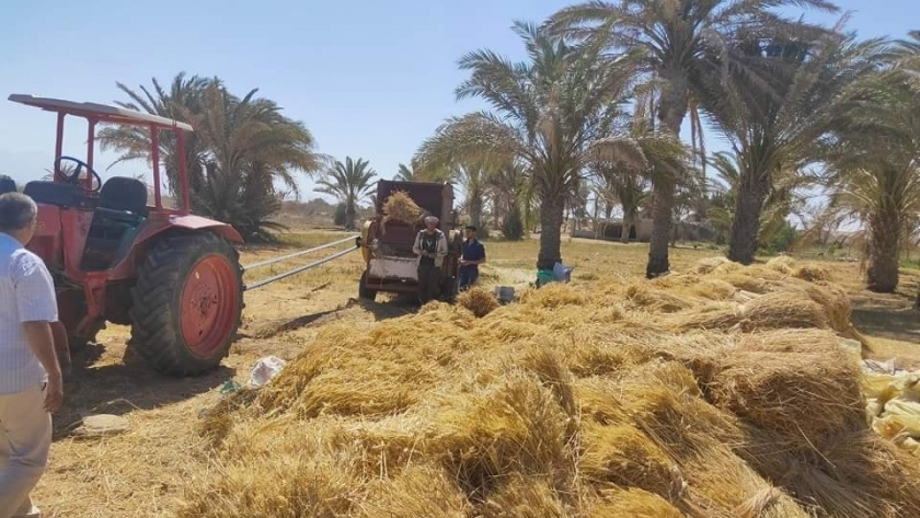 حصاد القمح في جنوب سيناء