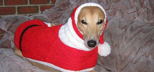 كلب يرتدي زي الاحتفال بعيد الميلاد