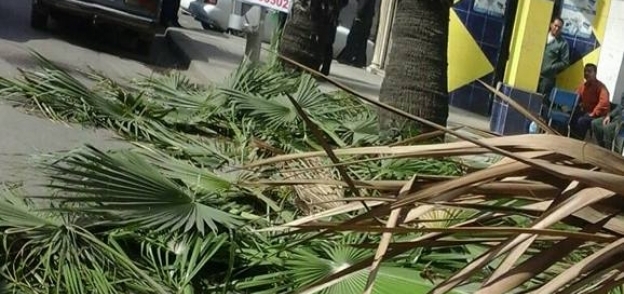 إدارة الحدائق بحي وسط بالإسكندرية تتابع أعمال تقليم الأشجار