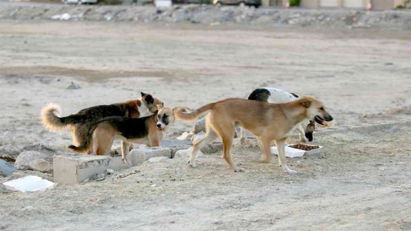 جهود كبيرة من الدولة لمكافحة عقر الكلاب الضالة