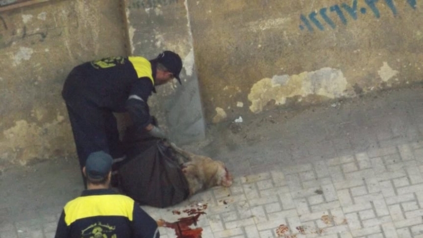 قتل الكلب المسعور فى شوارع الإسكندرية