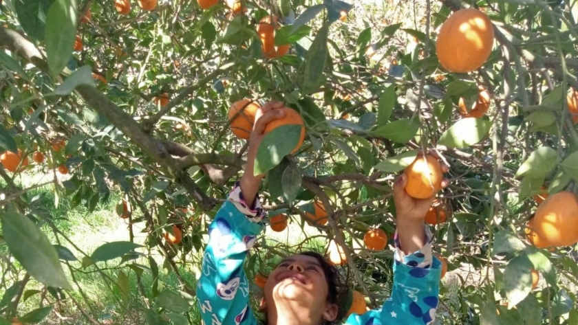 أشجار البرتقال
