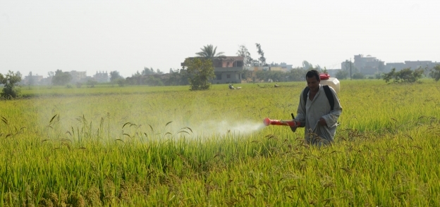 "الزراعة" تعلن إتاحة بدائل جديدة للمبيدات آمنة على الصحة النباتية