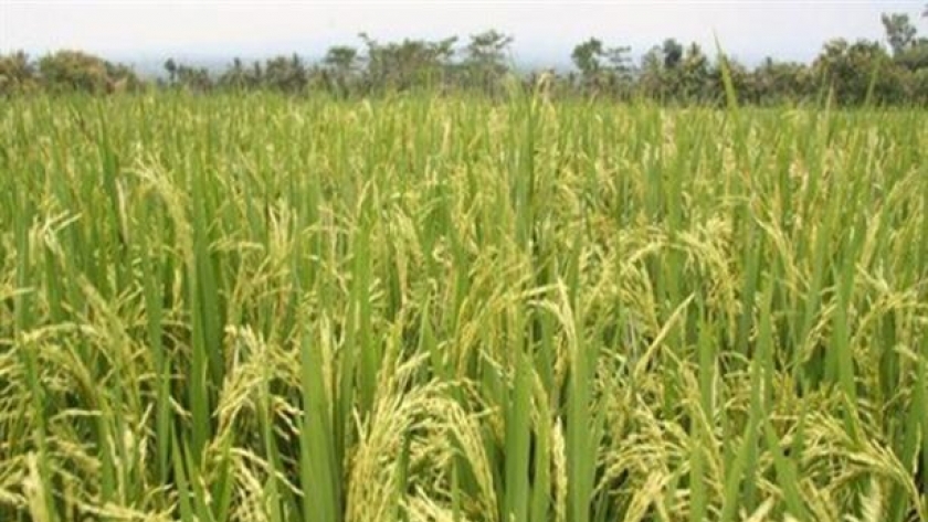 محصول الأرز - صورة أرشيفية